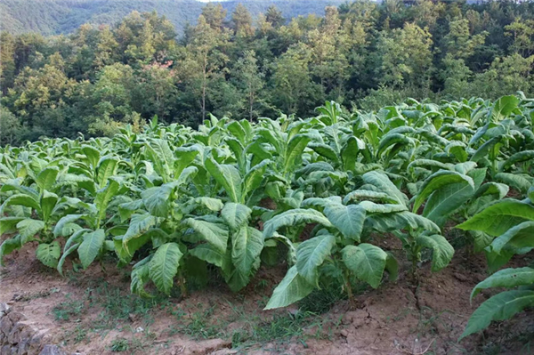 鎮安縣鐵廠鎮:“凈環境、美院落、富口袋” 全力推進秦嶺山水鄉村建設
